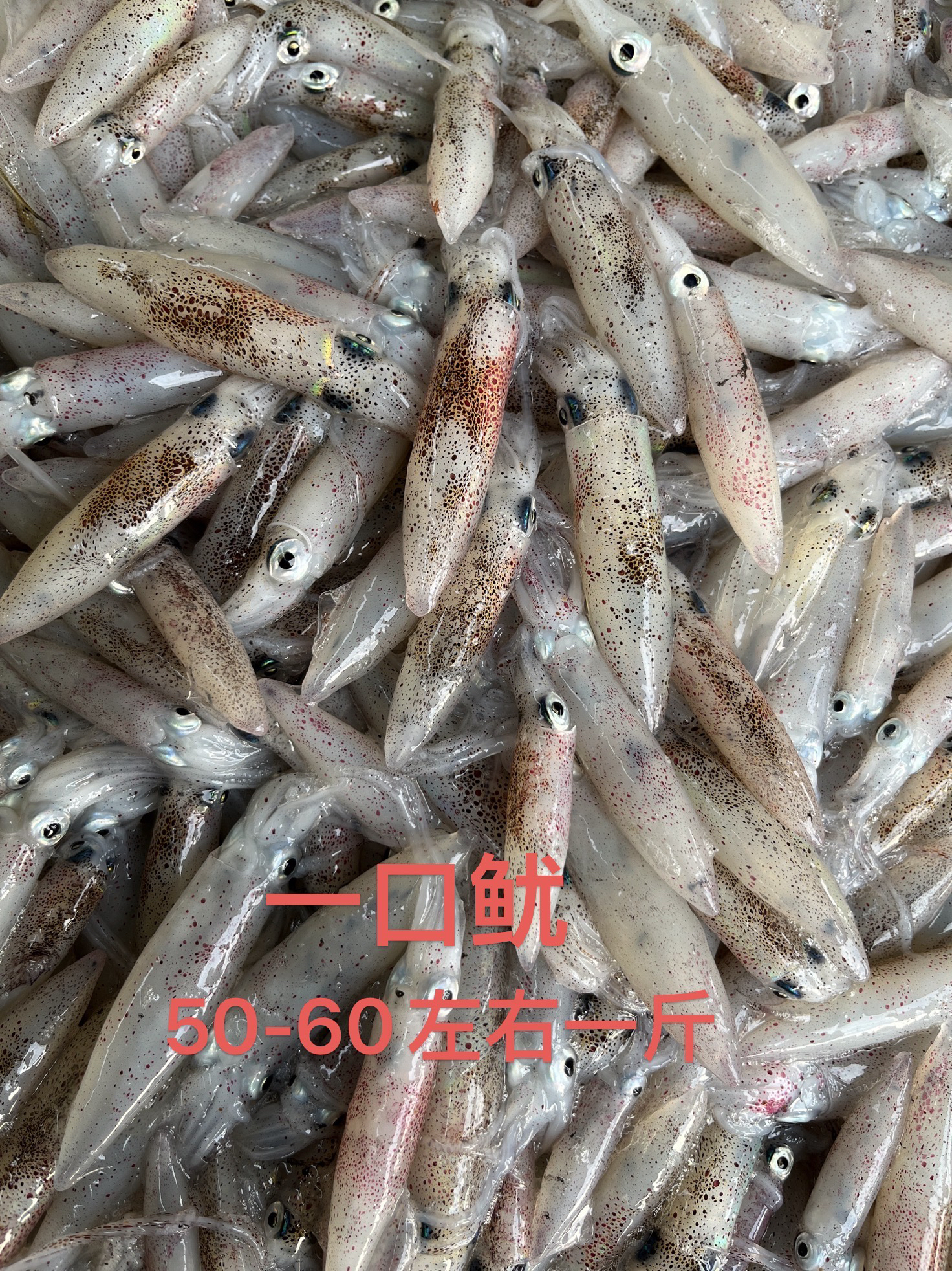 企沙包包、5斤一口鱿、60-70个左右一斤、不脆、嫩、活冻拍下不支持退