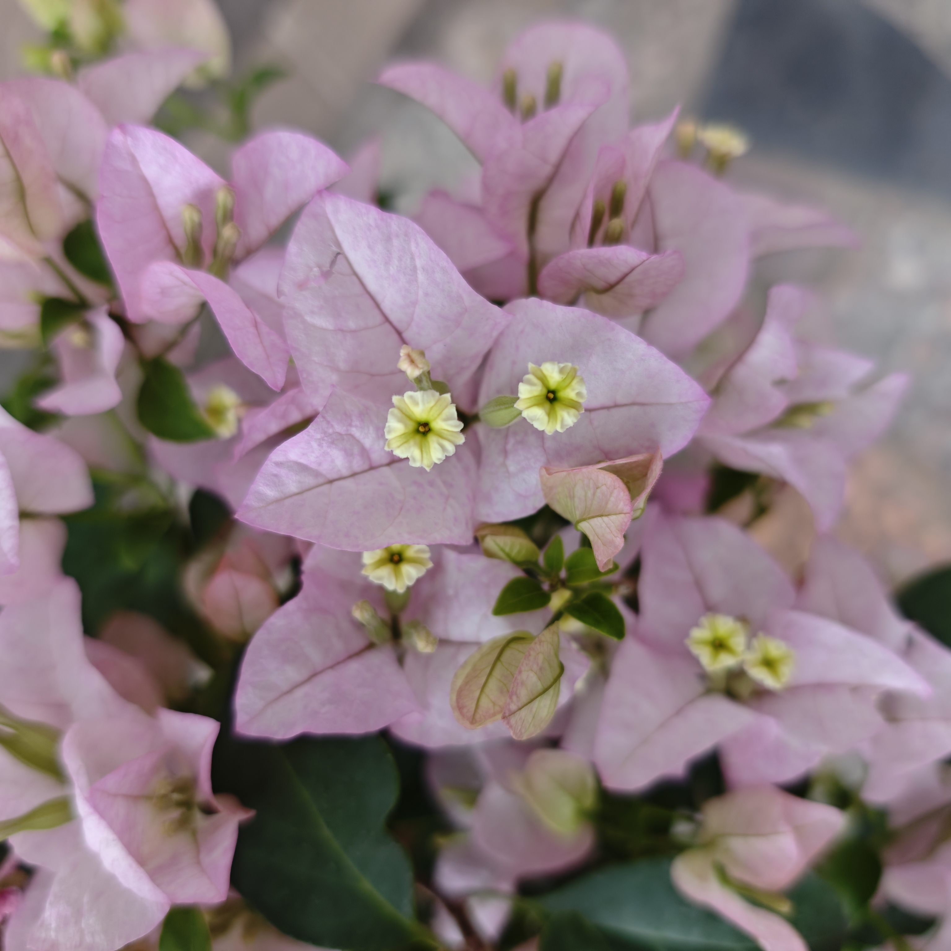 苹果花三角梅绿植三角梅花盆栽花卉阳台庭院四季开花易养护盆栽