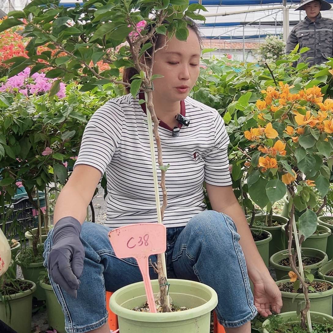 只***草大部分花苞少量开放C38白狐狸