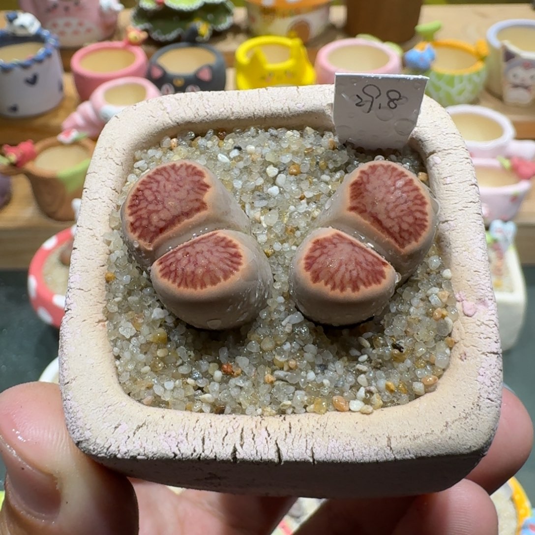 蘑菇1297红窗菊多肉植物