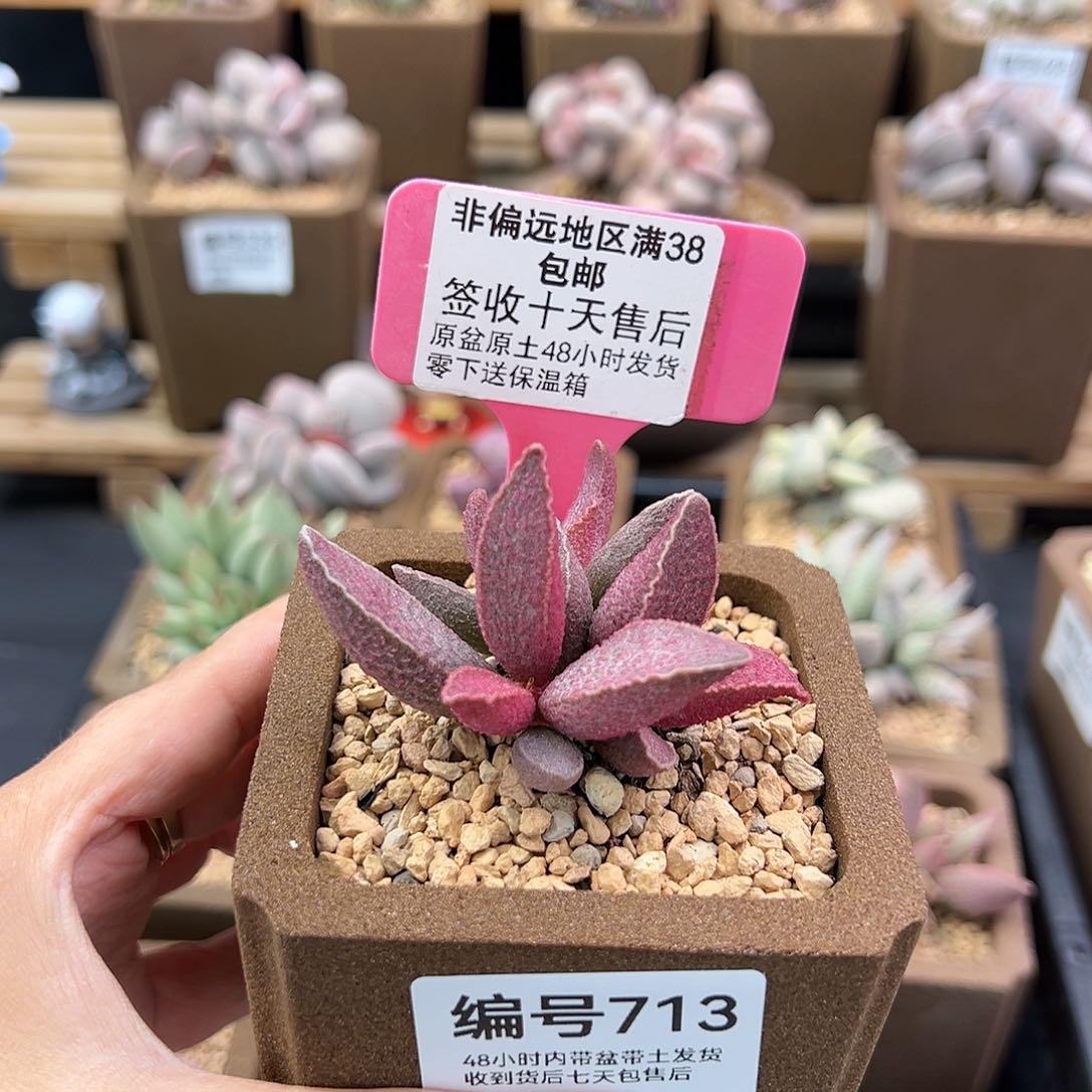 713粉红小猪多肉植物