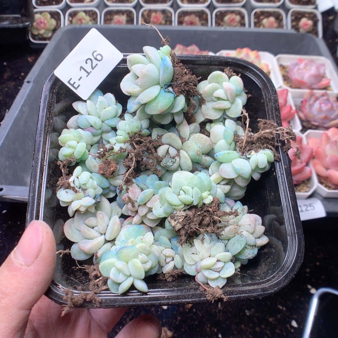 无花朵E126。白玉珍妮yyyyy