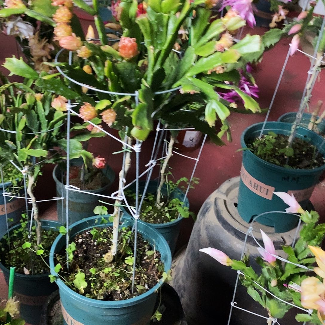 岁****完全开放叶仙嫁接蟹爪兰058红色