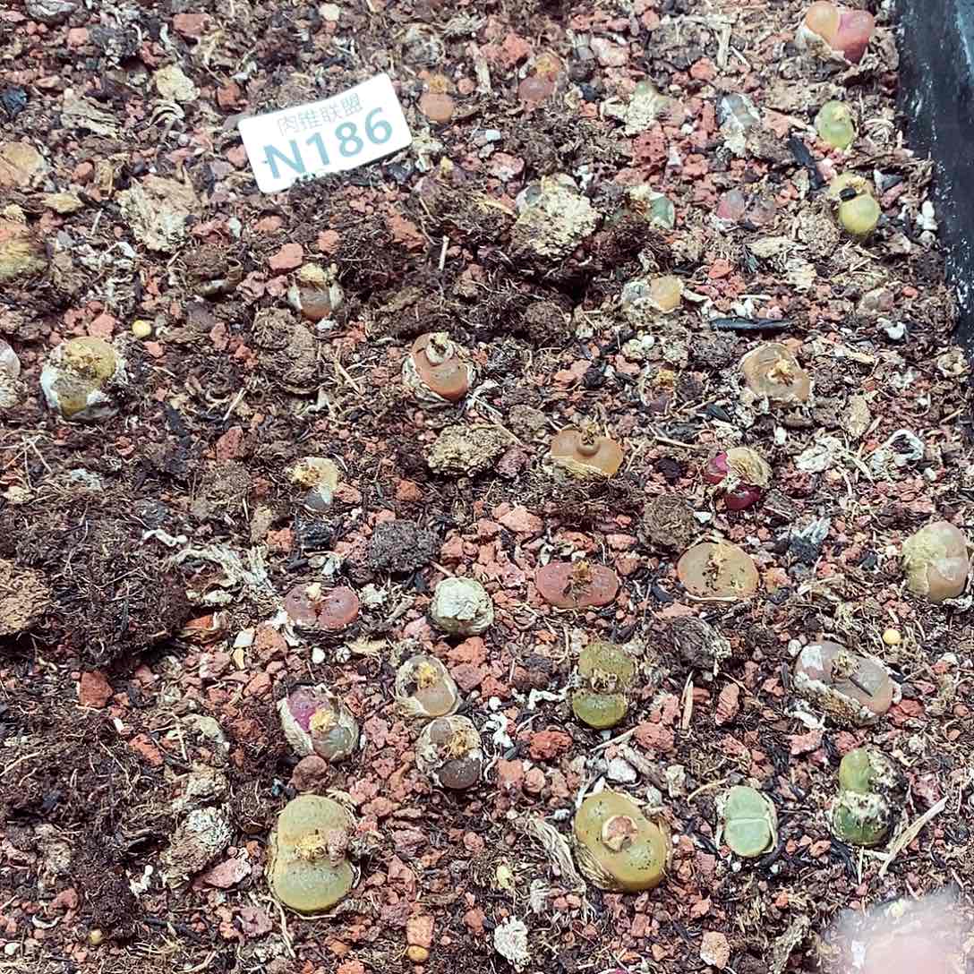 186超毛呃呃呃呃呃呃呃呃呃呃呃呃呃