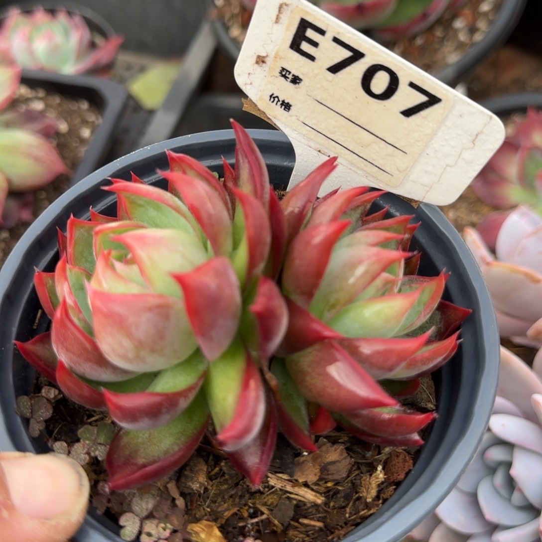 火焰惊鸿一物一拍包装收缩花旱707