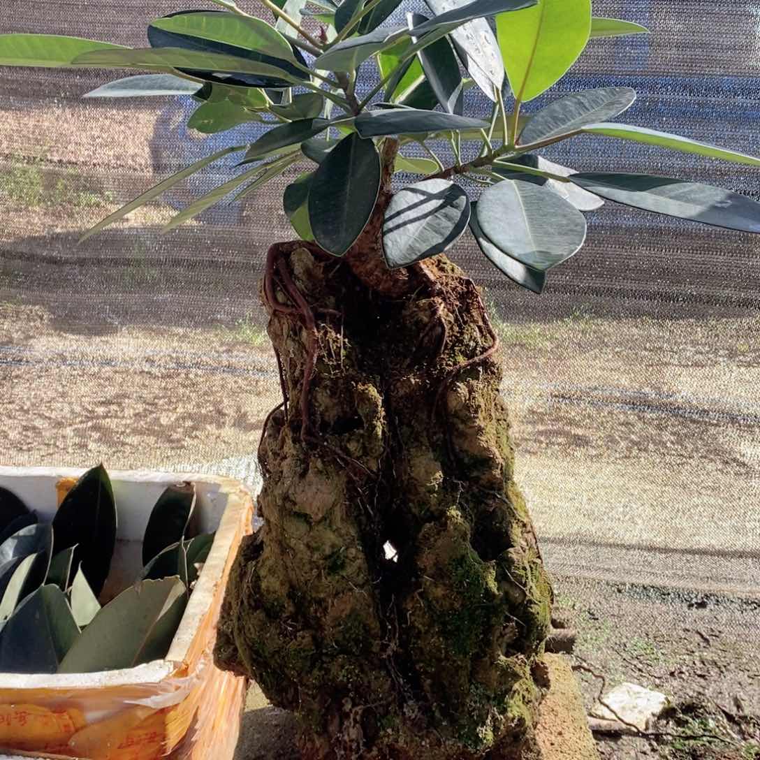 无花朵大叶榕吸水石