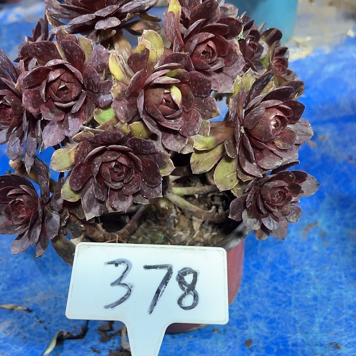 多肉植物黑膜法师不售后