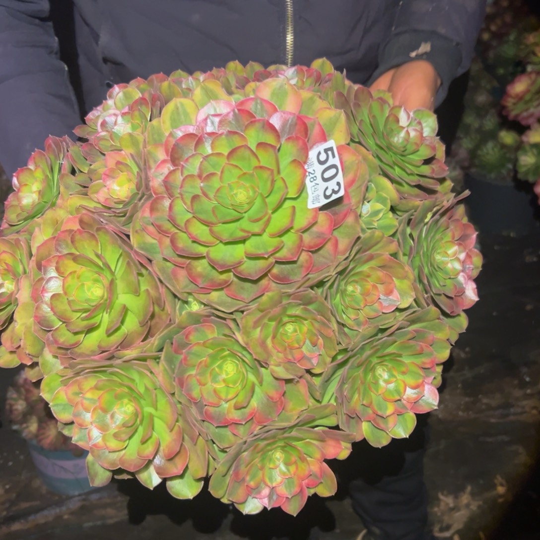 多肉植物503脱土的