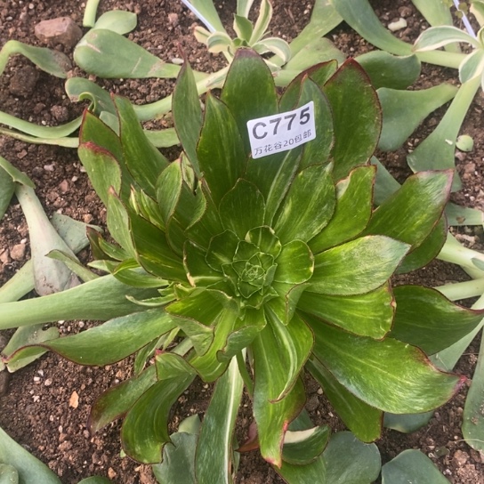 775魅影七彩多肉植物