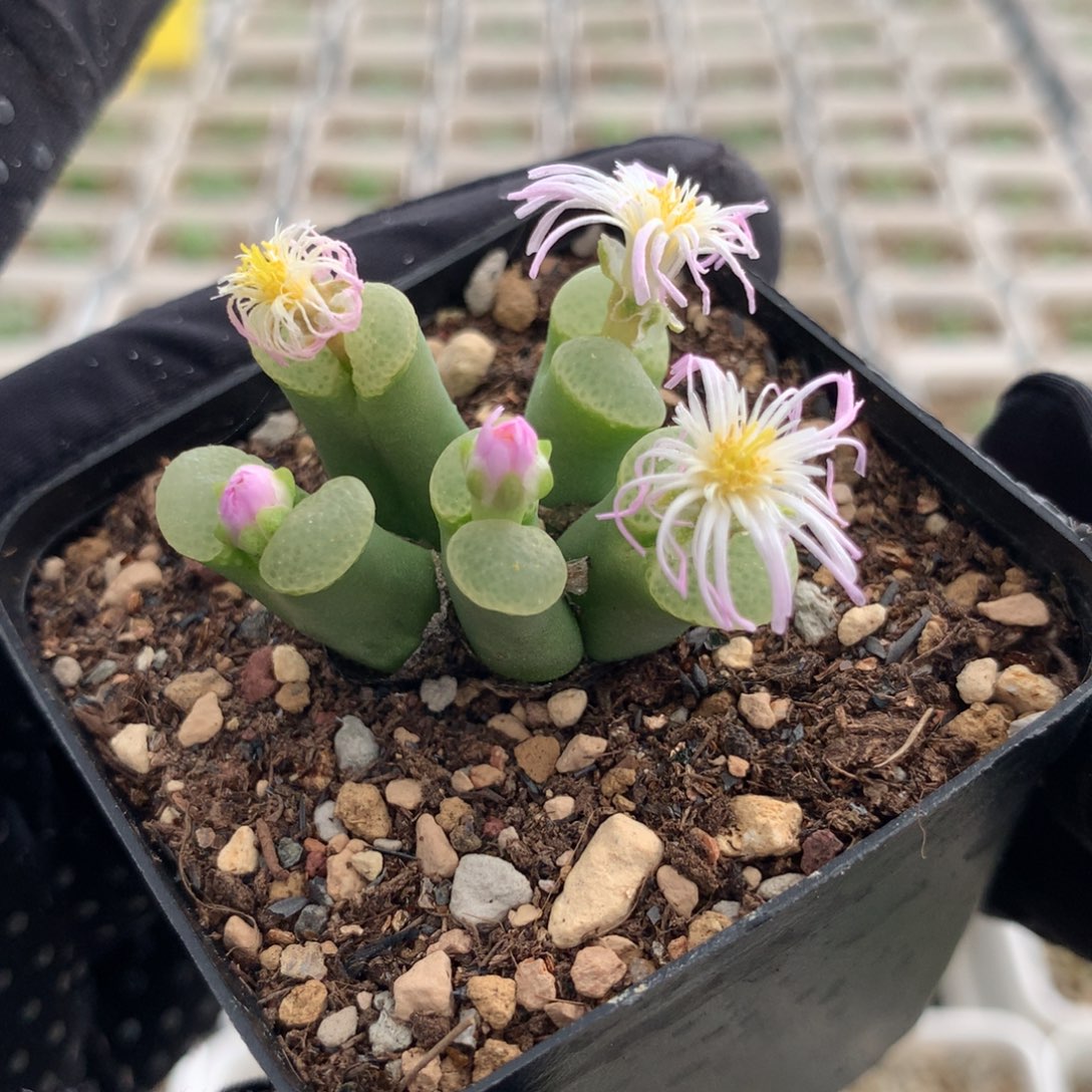 a907粉樱风铃母本