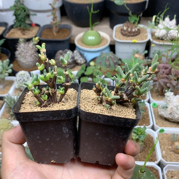 枝干兔子2颗带盆