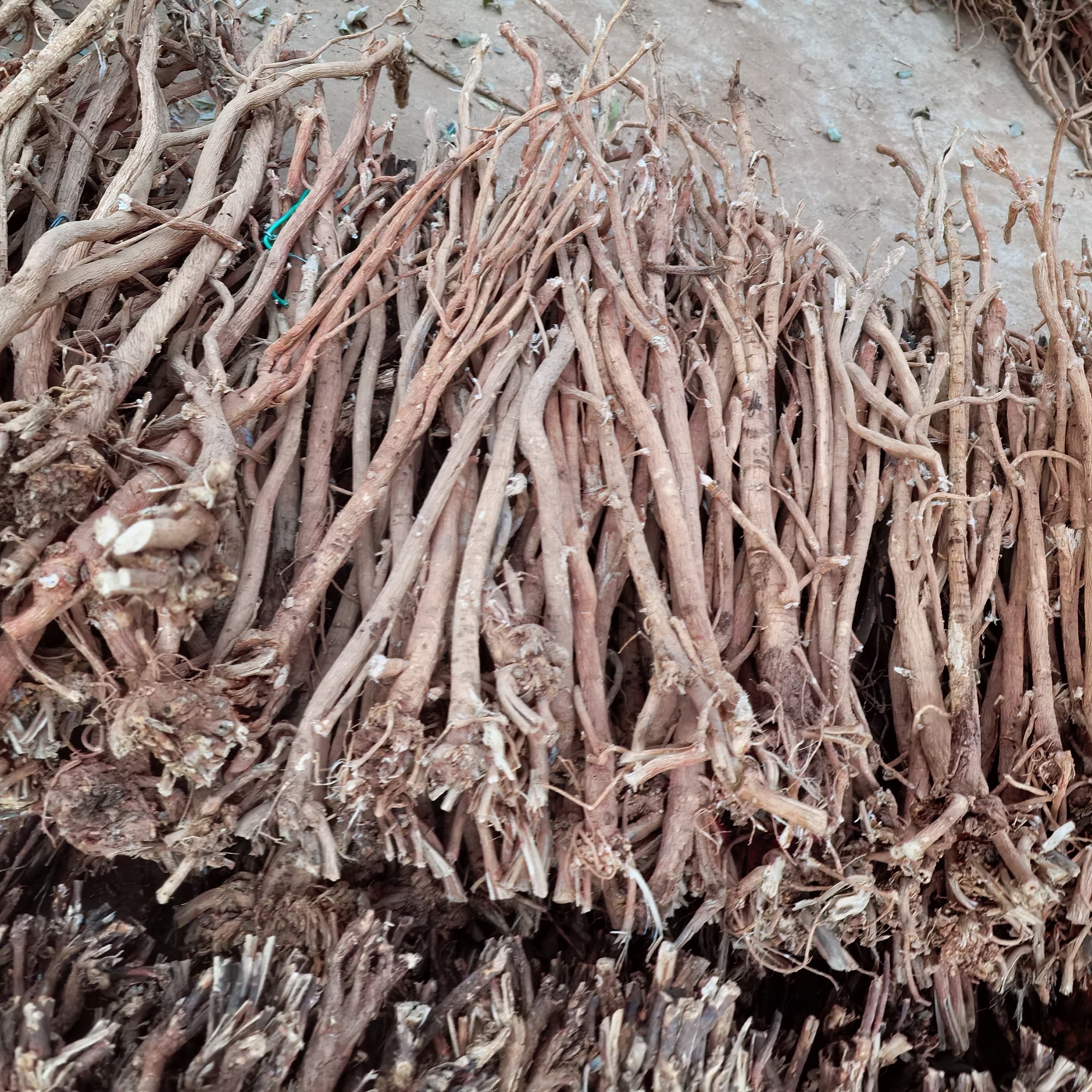 黄芪！整条野生黄芪无硫干货500克起购（3----15年通货）
