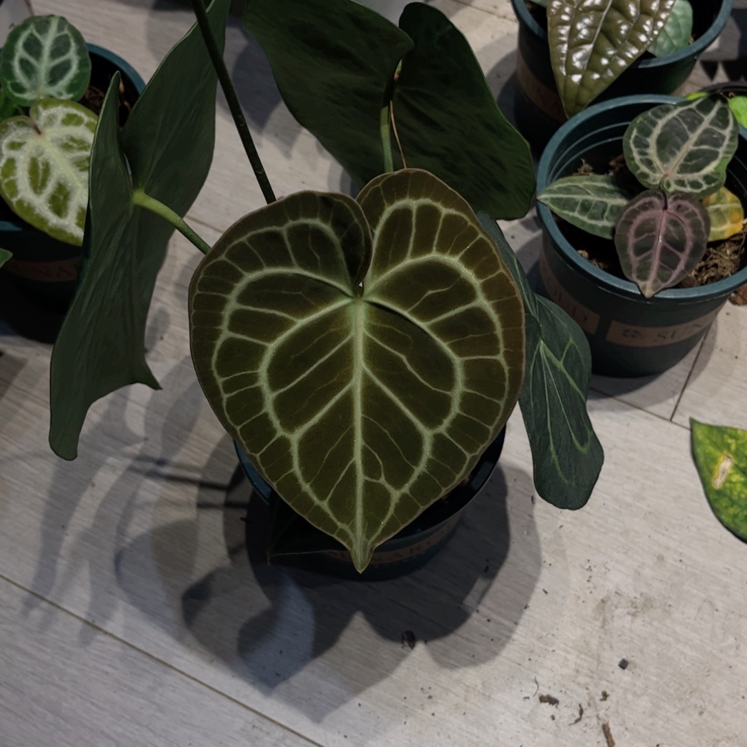 王***羊完全开放克莱恩花烛