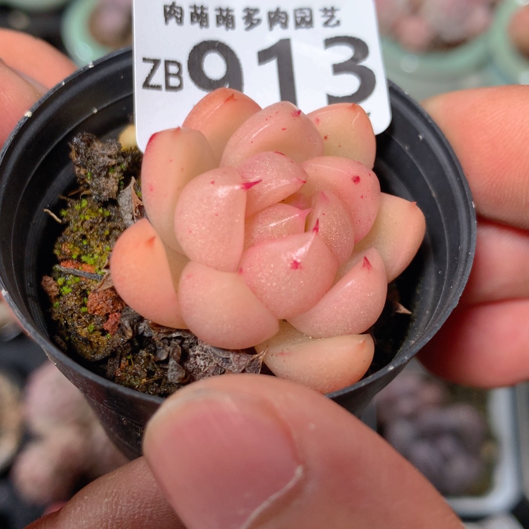 5CM拇指盆精控多肉ZB913