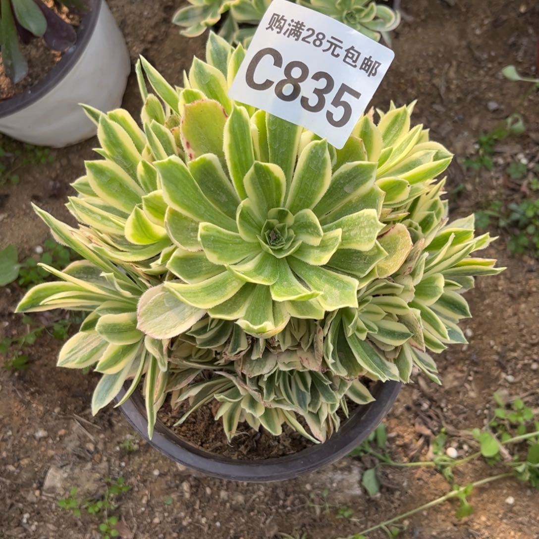 835多肉植物艳宁