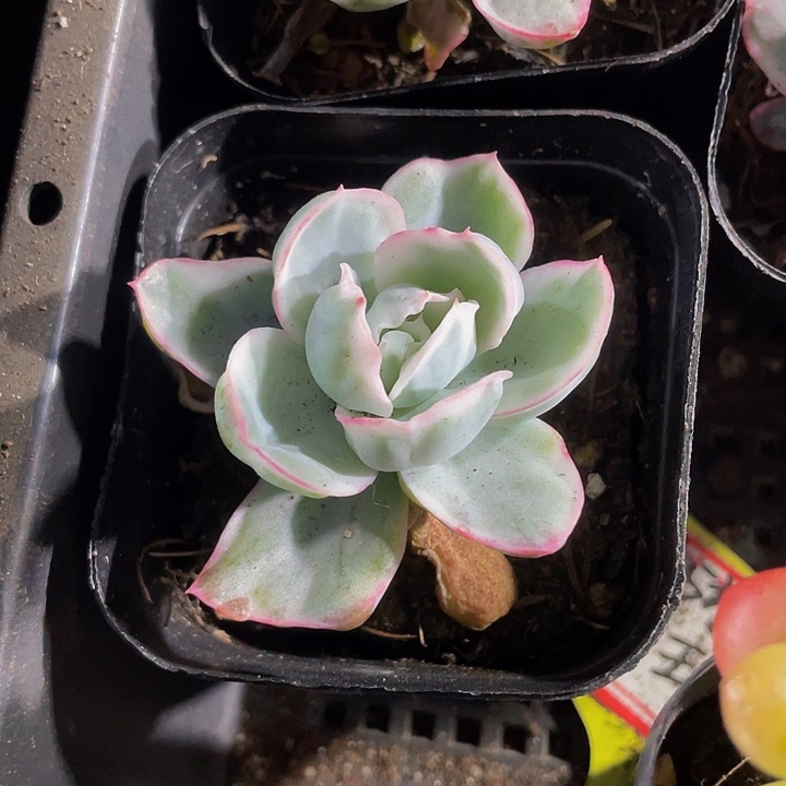伯克利锦4.8带盆