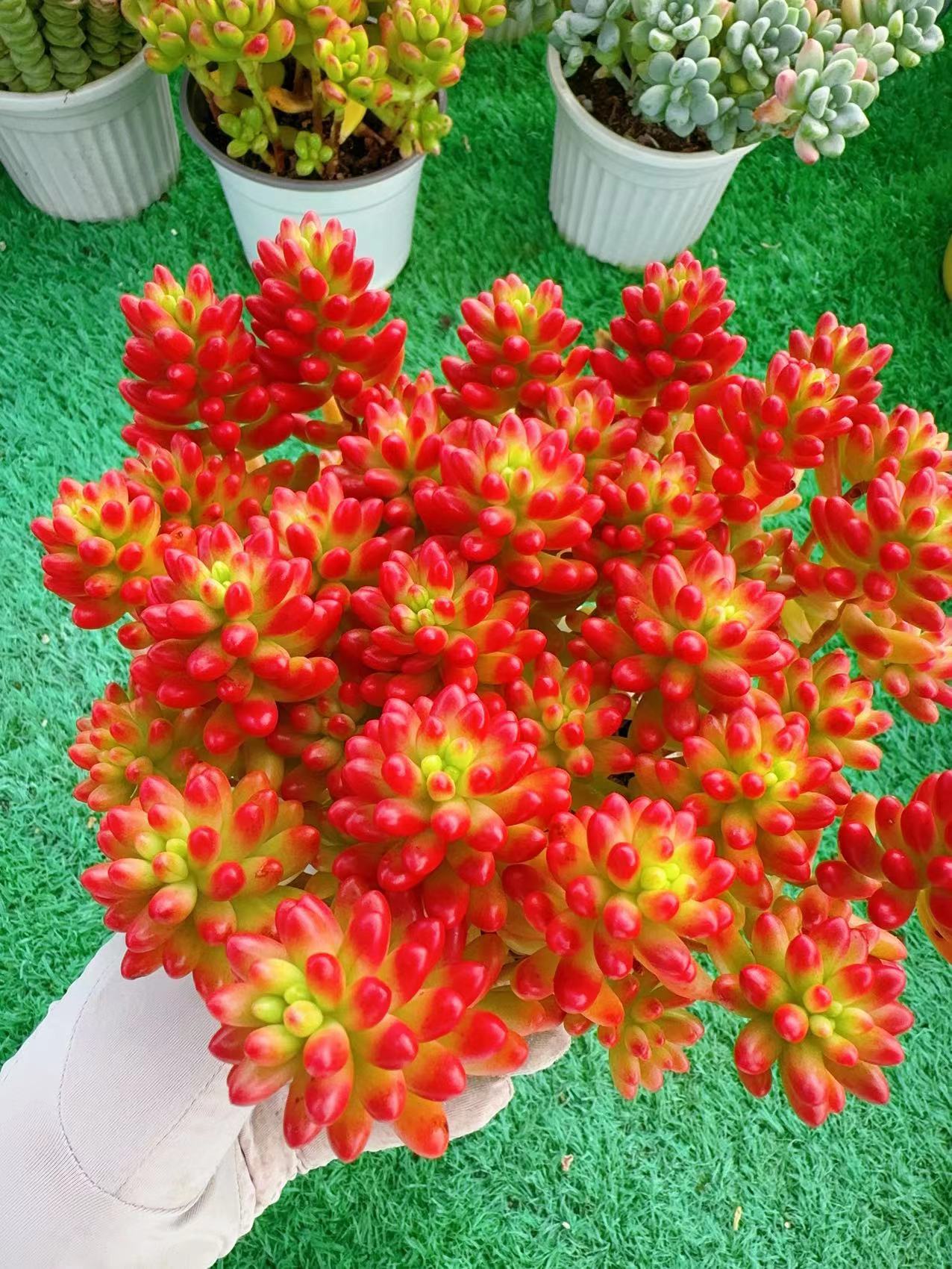 H红葡萄+贝瑞 拍1发2 新手好养 带盆带土 云南基地直发