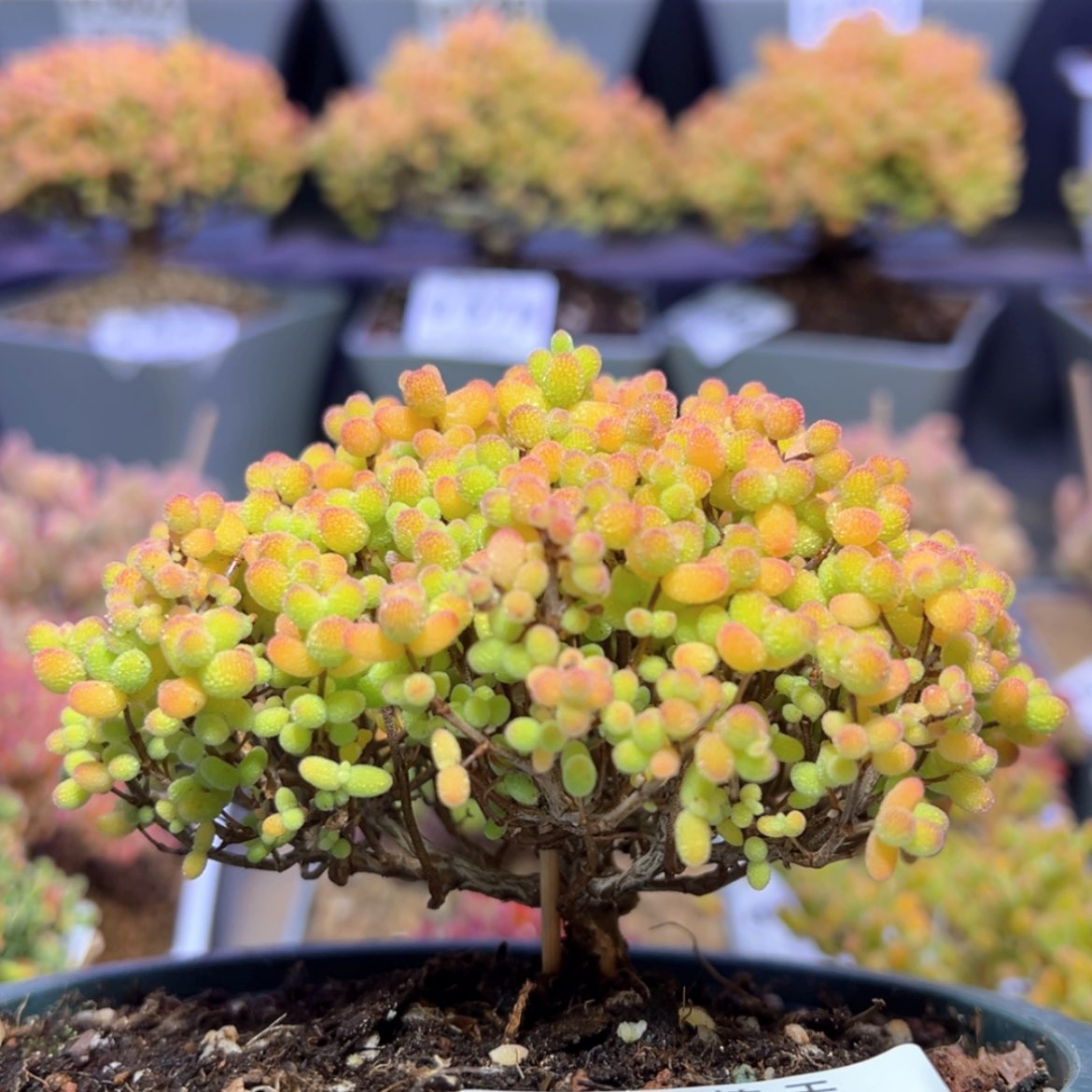 【闪购商品】e570直杆金桔冠幅10cm搬棚福福价