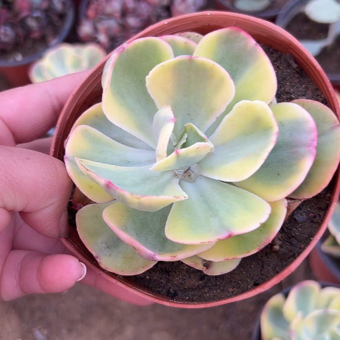 多肉植物夕阳牡丹锦