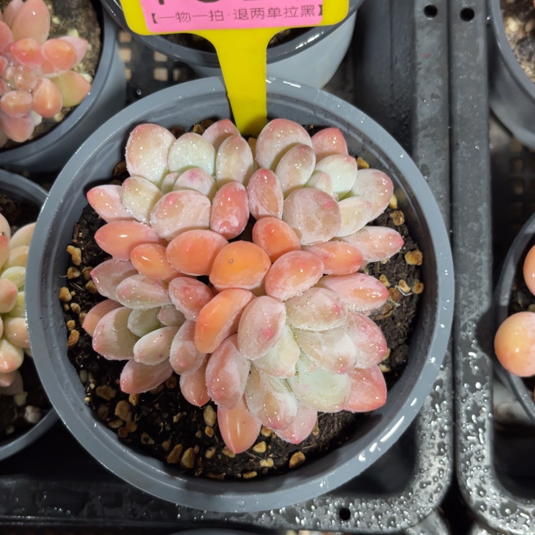 甜***儿云尘多肉一物一拍1629