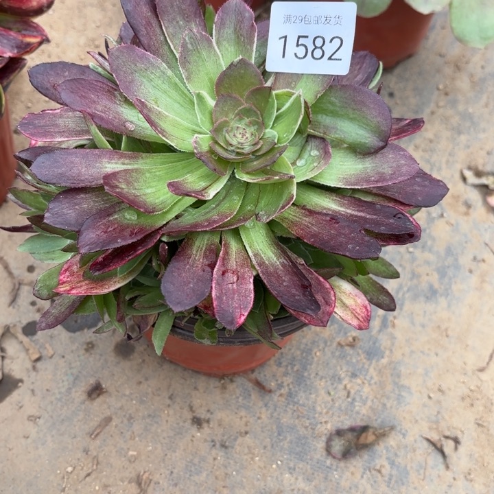 海王多肉法师1582