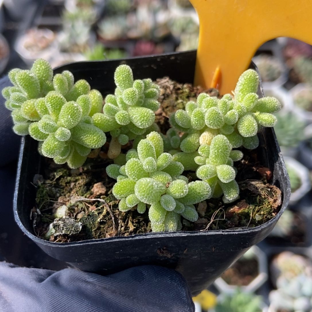 210冰晶多肉植物保护
