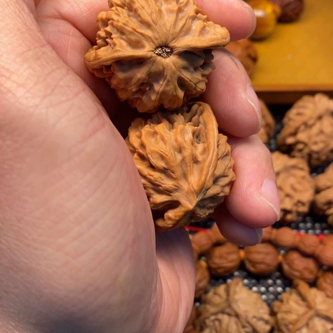 秦岭森林中发现过不少