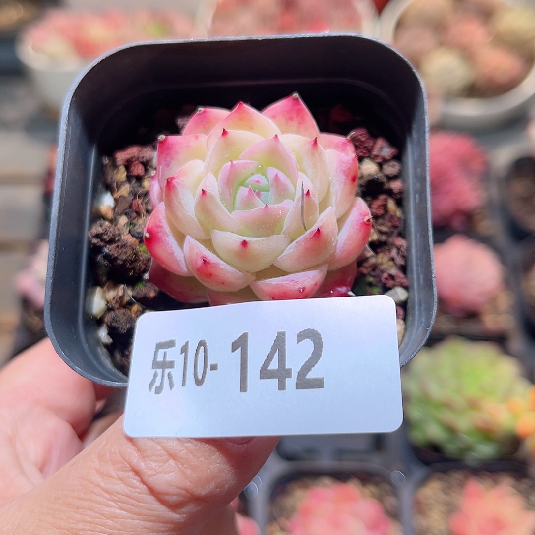 乐10-142 粉水晶单头 