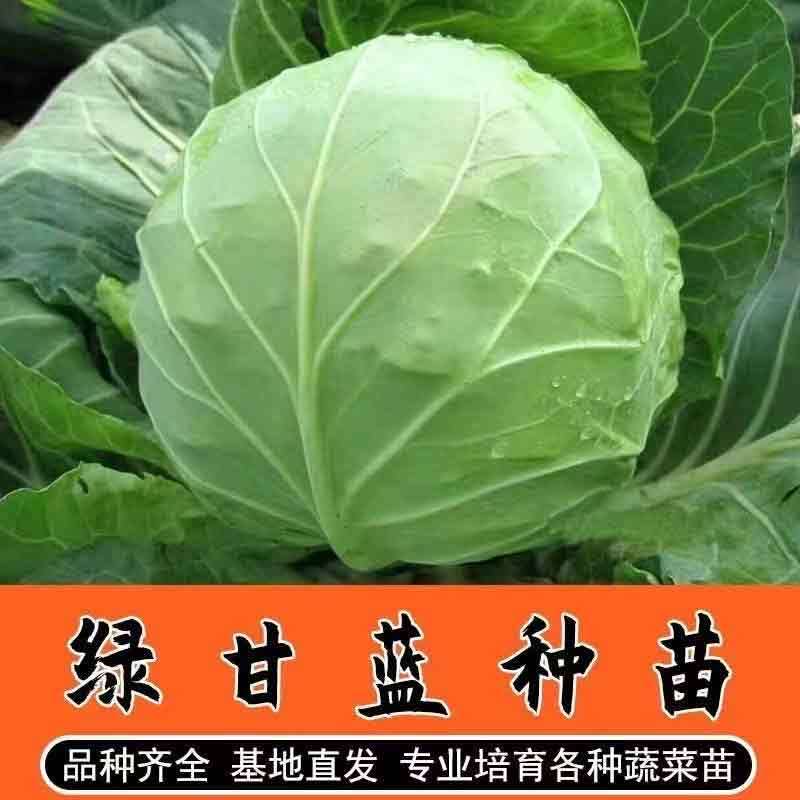 秋冬耐寒绿甘蓝秧苗优质穴盘育苗寿光苗场直发阳台盆栽庭院种植