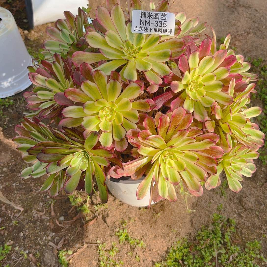 美即老庄多肉植物335