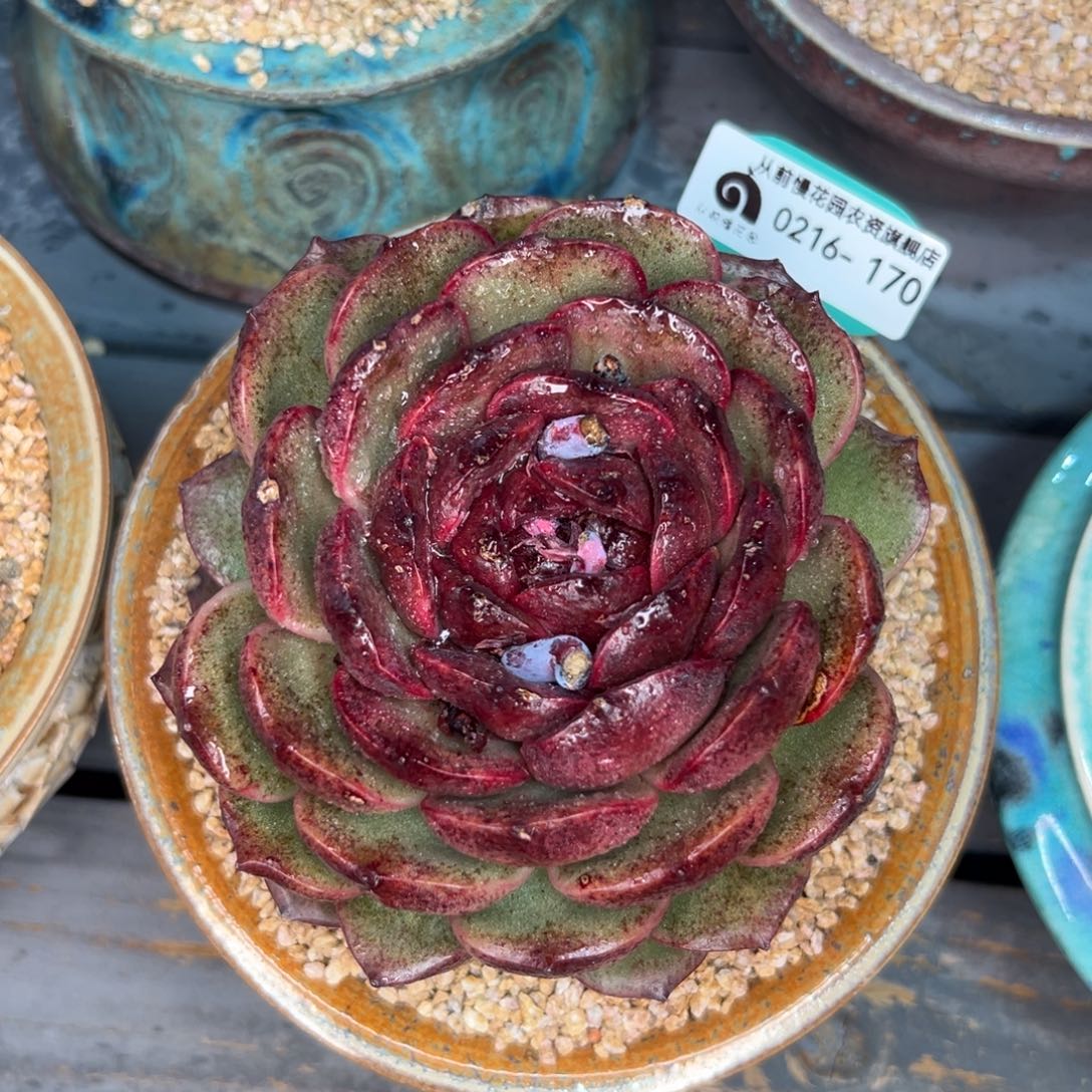 多肉一物一拍0216-170