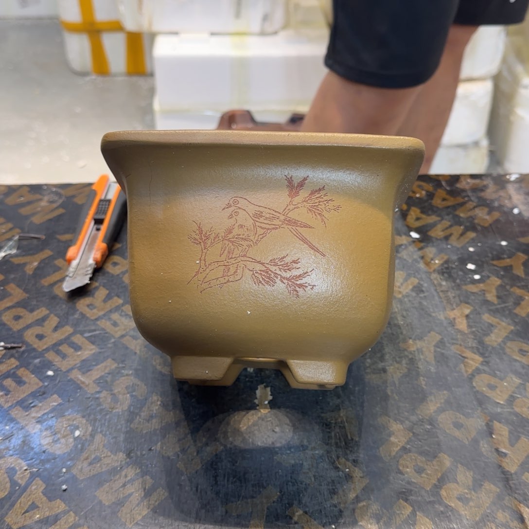 紫砂花盆我在看电视