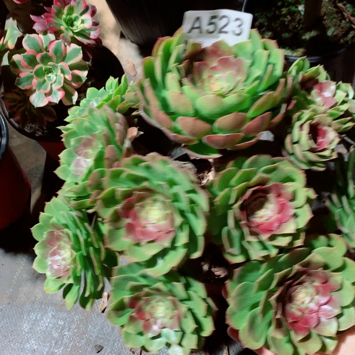 糖心万圣节沙拉碗523