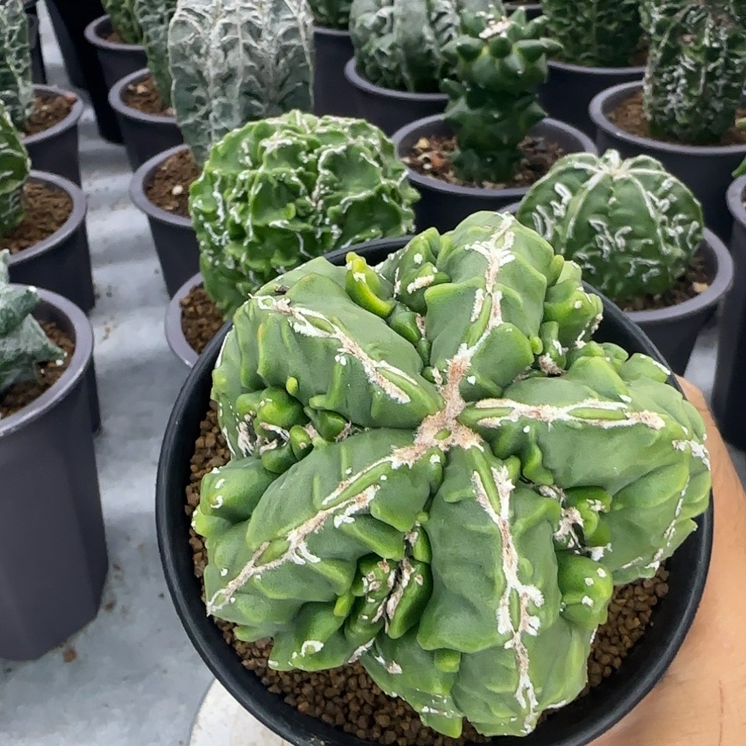 核桃鸾凤玉实生根002