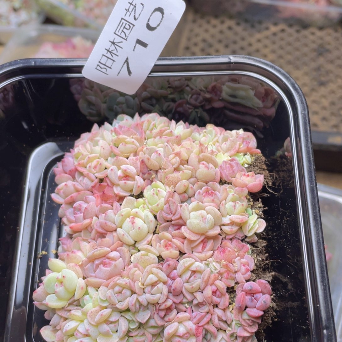 多肉植物多肉植物710