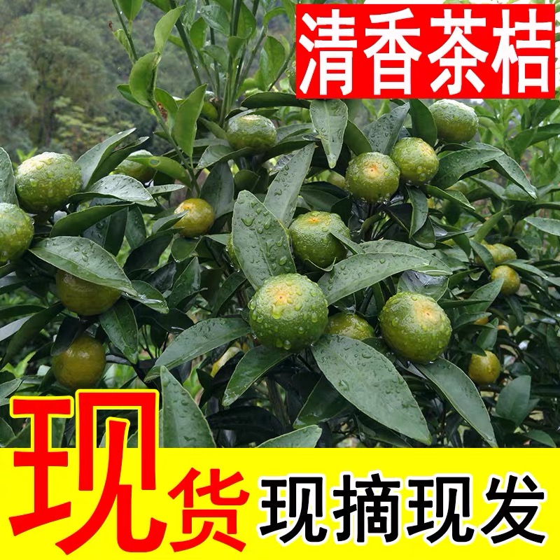 【飞扬助农专属】湘西高山小青柑农家自种小茶橘纯甜青黄皮青香蜜橘