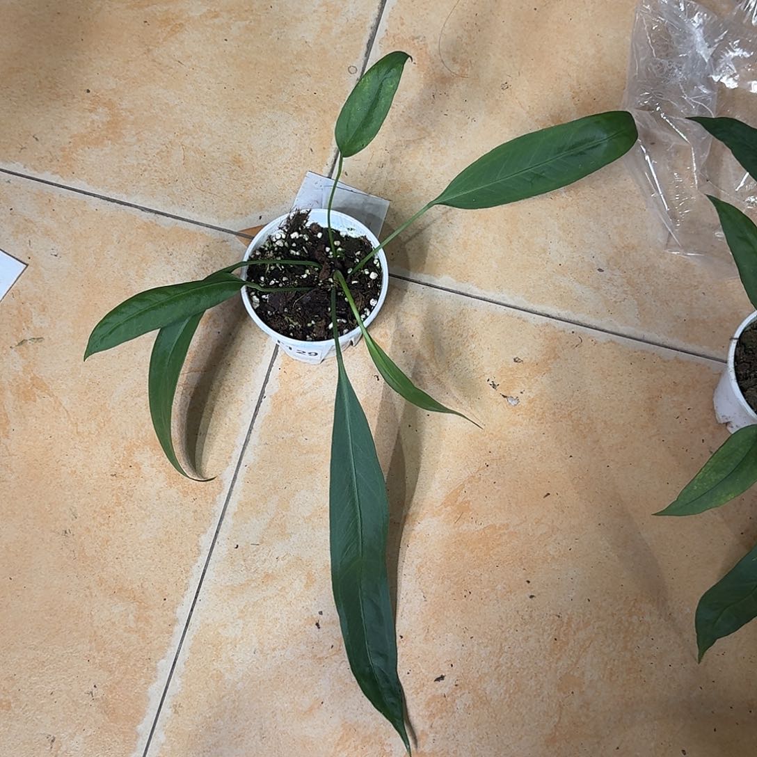 偷***懒完全开放维塔领带T129