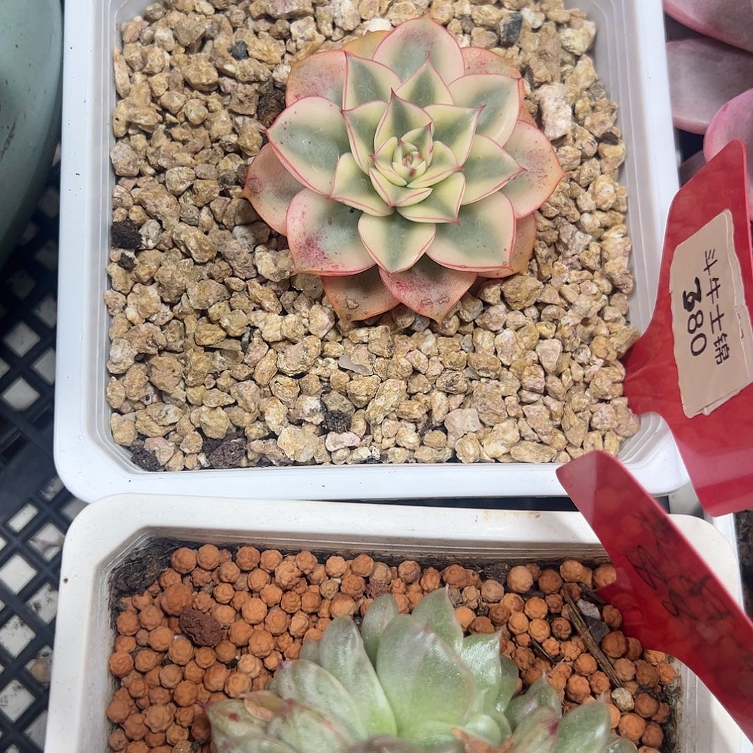 斗牛士锦多肉植物