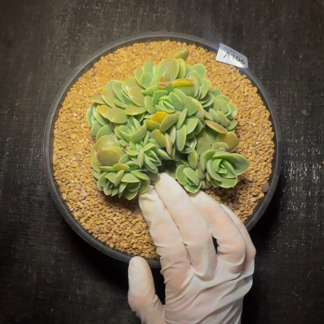 a a a a a a a a 106