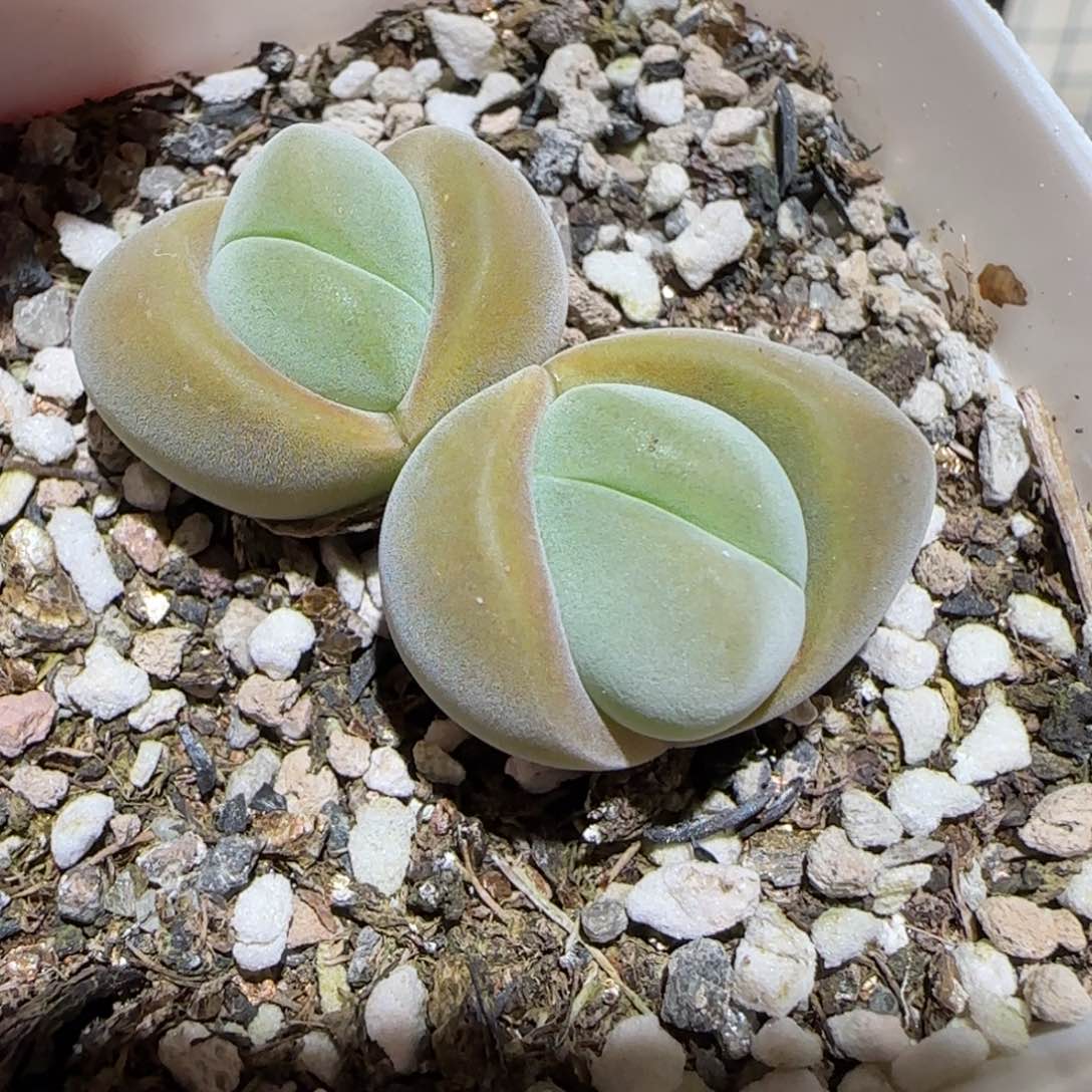 肉锥多肉植物百科6-627