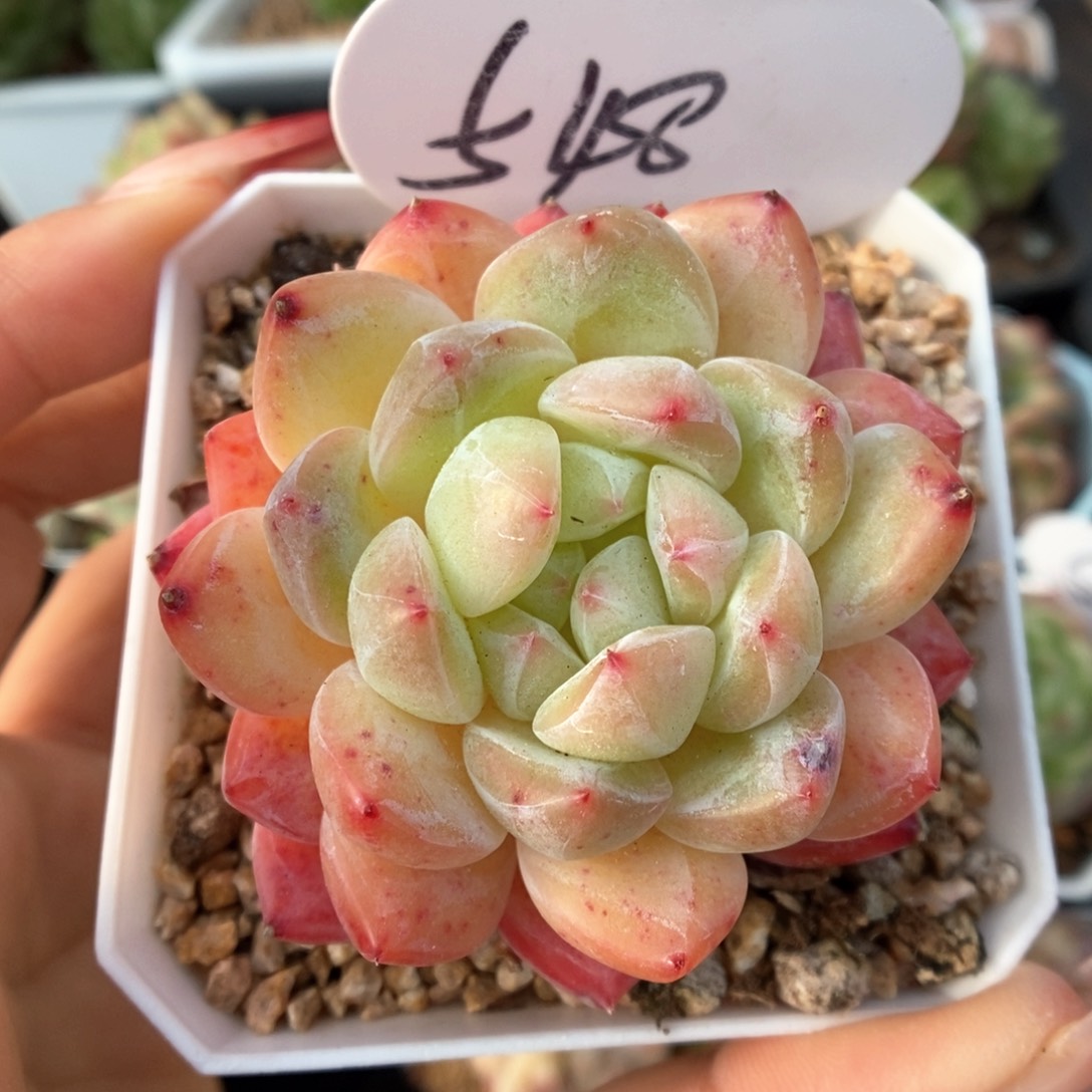 玄机可拍548号。    