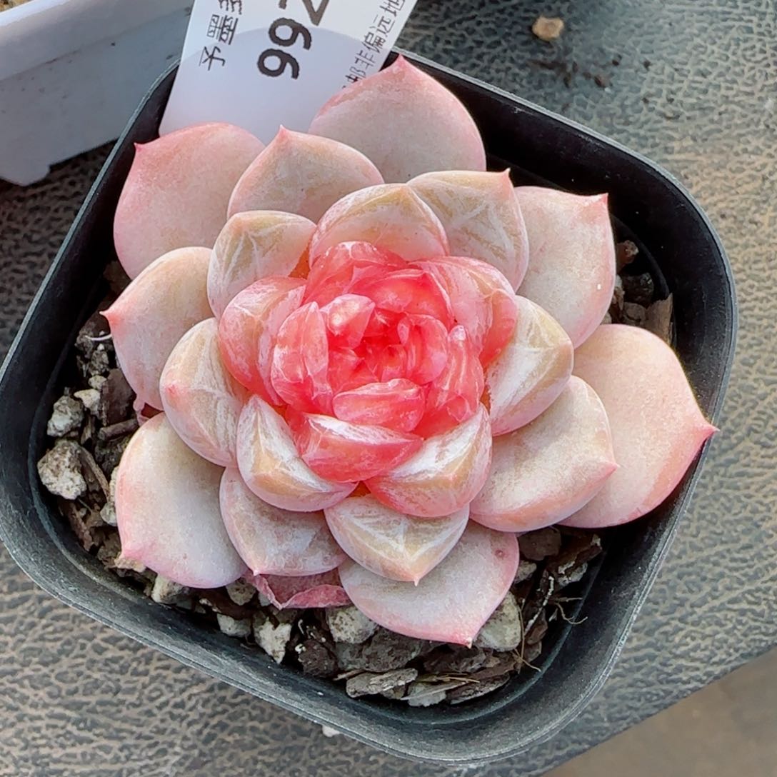 孤品，9928多肉植物