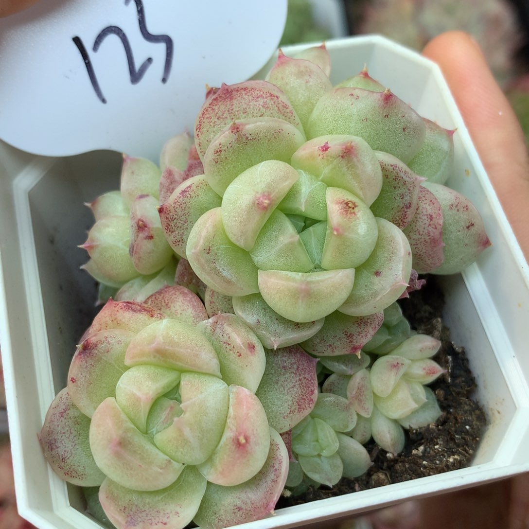 定繁麦秆石化群123