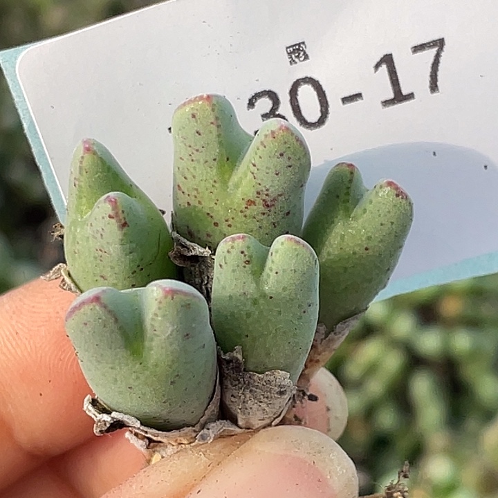 30-17猪蹄多肉植物