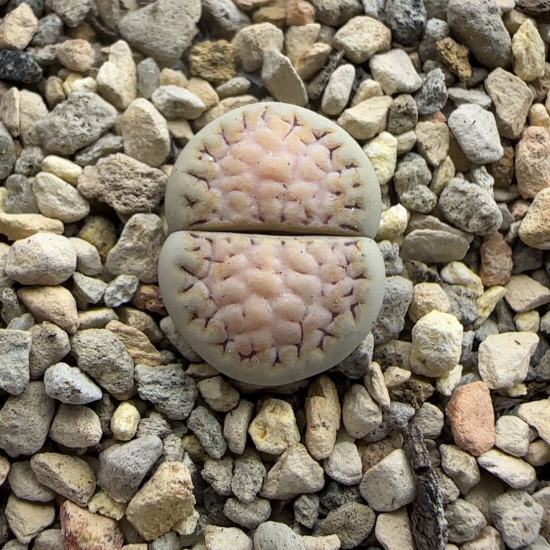467 生石花大棚直播
