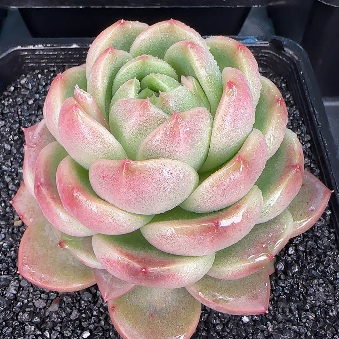 从前慢甄选多肉编号0123-皮埃拉