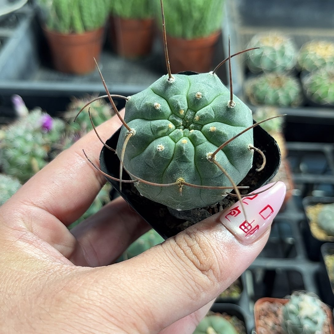 单头实生奇仙玉单头发货有根