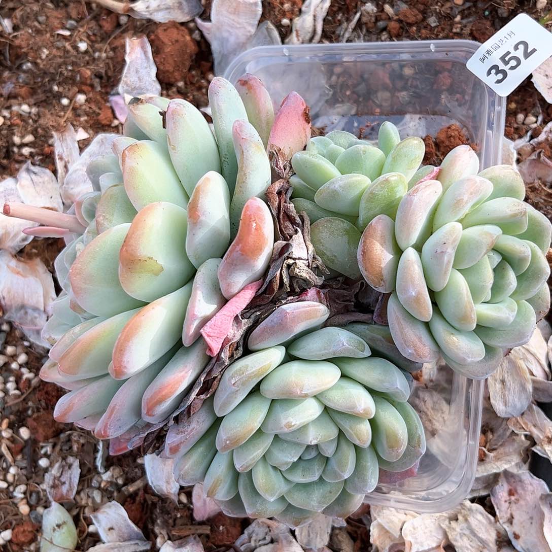 阿雅园艺。           352