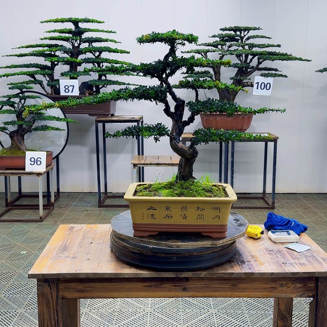 无花朵珍珠红芽罗汉松造型盆景