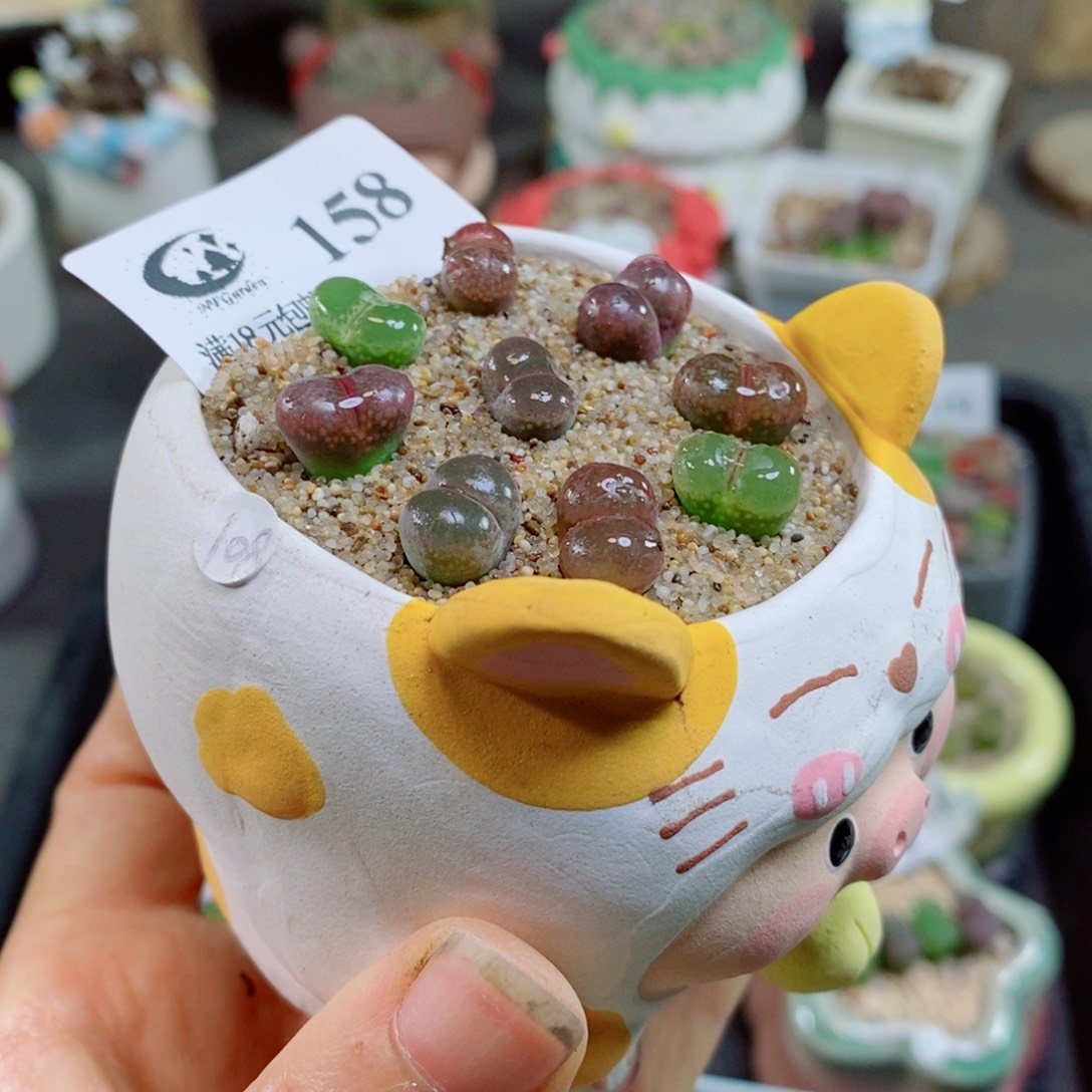 暖***O生石花花花花花花花158